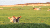 SX21908 Two lambs in morning sun.jpg